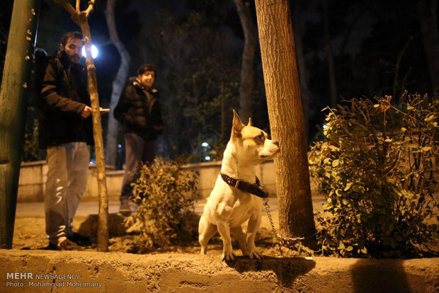 Tehran in unrest after 5.2 earthquake