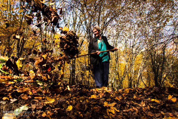 Golestan dabbed in Autumn colors