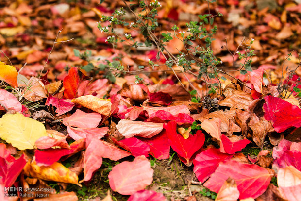 Golestan dabbed in Autumn colors