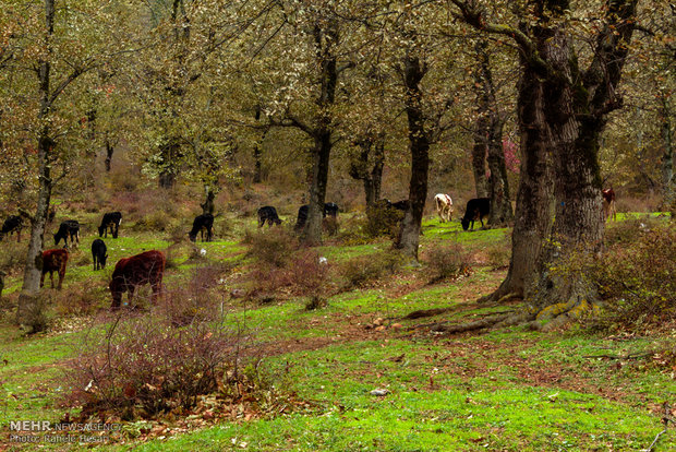 Golestan dabbed in Autumn colors