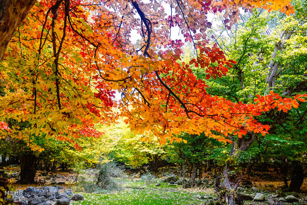 Golestan dabbed in Autumn colors