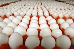 آغاز صادرات تخم مرغ به افغانستان/تولید کاهش یافت اما کمبود نداریم