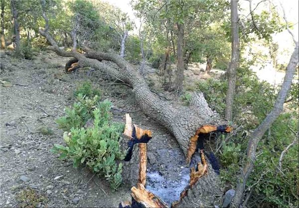 2672632 - زخم خشک‌سالی به منابع طبیعی لرستان/ زوال بلوط همچنان جولان می‌دهد