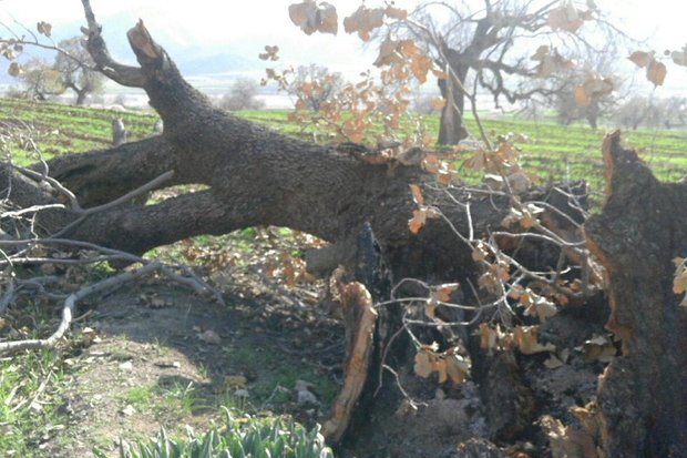 ماجرای نیستی بلوطستان/ «زوال» آسوده در جنگل‌ها پرسه می‌زند