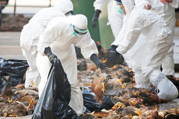 ۷ هزار قطعه مرغ گوشتی مبتلا به بیماری «آنگارا» در بیرجند معدوم شد