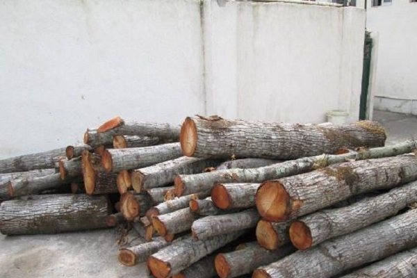 ۱۱ تُن انواع چوب آلات قاچاق جنگلی در فومن و املش کشف شد