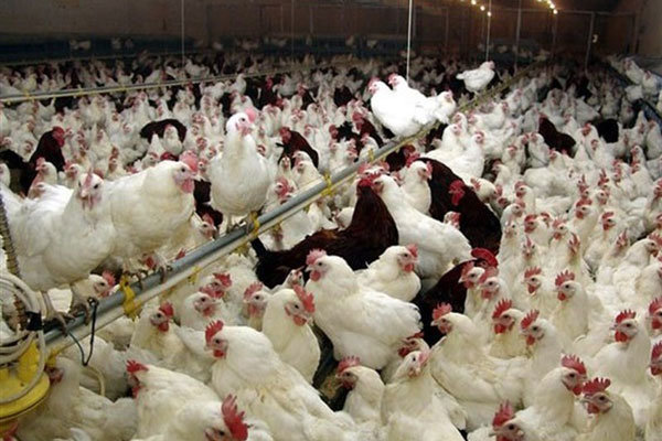 التهاب ادامه دار عرضه مرغ در یاسوج/ وقتی تقاضا بر عرضه می چربد