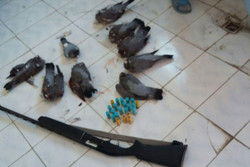 شکارچیان غیرمجاز پرندگان در دام یگان حفاظت محیط زیست تاکستان