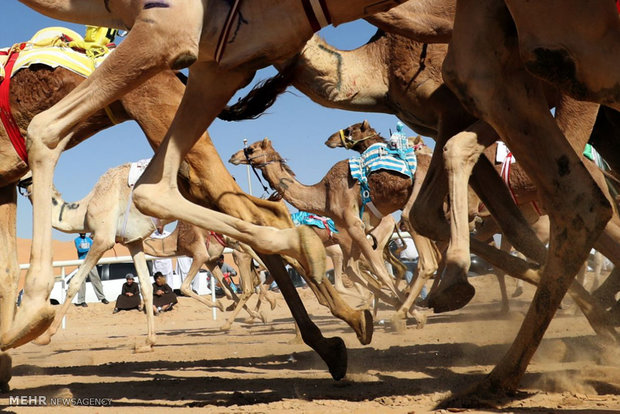 جشنواره موریب دون در امارات