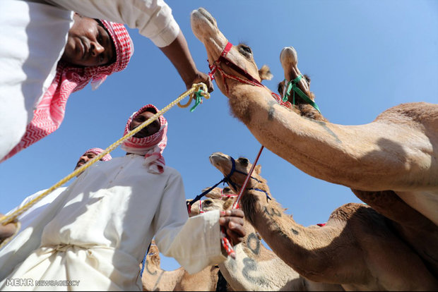 جشنواره موریب دون در امارات