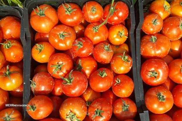 Iran tomato export  from Bushehr to Qatar