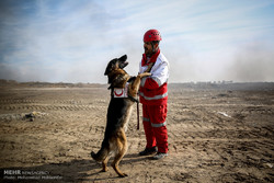 کشف ۱۵ فرد زنده و ۱۸۸ پیکر در جنگ ۱۲ روزه توسط سگ‌های هلال احمر
