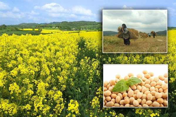 Oily seeds to increase 150,000T in current year