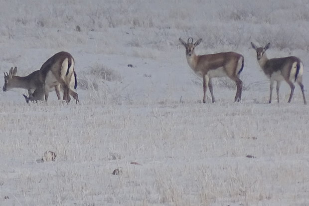تعذیه آهوان دشت سهرین در طبیعت برفی تعذیه آهوان دشت سهرین در طبیعت برفی