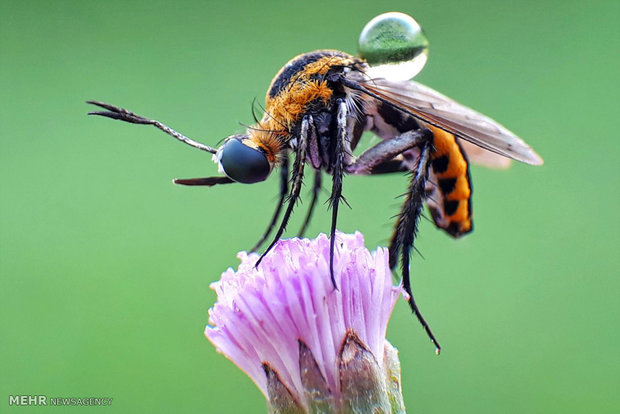 عکس های ماکروی گرفته شده با تلفن همراه‎