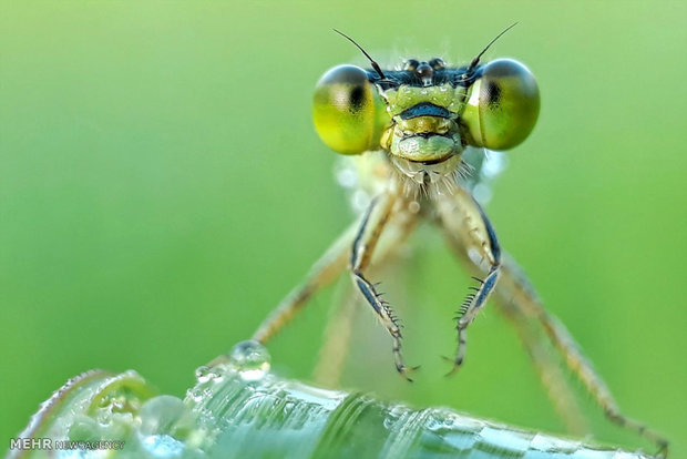 عکس های ماکروی گرفته شده با تلفن همراه‎