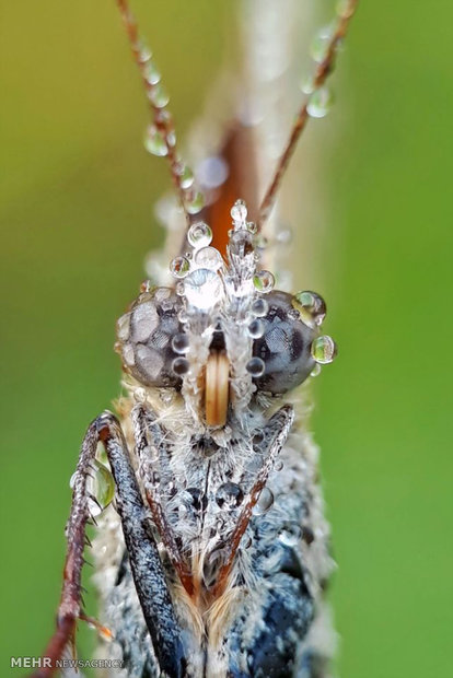 عکس های ماکروی گرفته شده با تلفن همراه‎