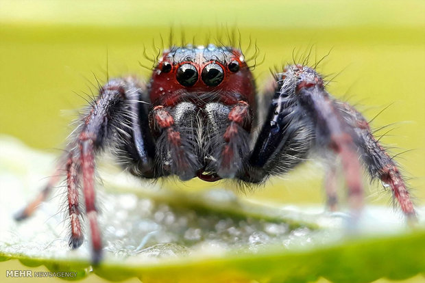 عکس های ماکروی گرفته شده با تلفن همراه‎