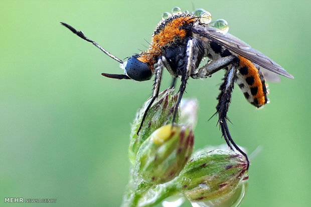 عکس های ماکروی گرفته شده با تلفن همراه‎