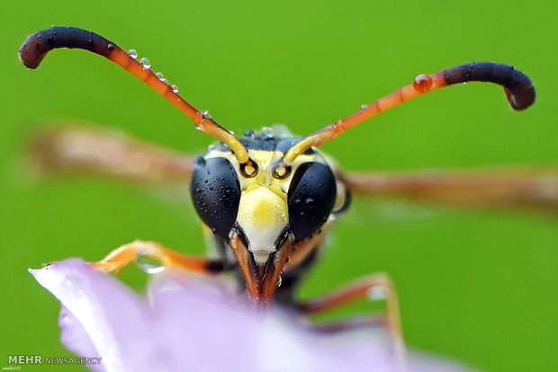 عکس های ماکروی گرفته شده با تلفن همراه‎