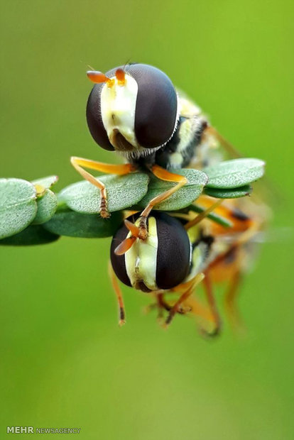 عکس های ماکروی گرفته شده با تلفن همراه‎