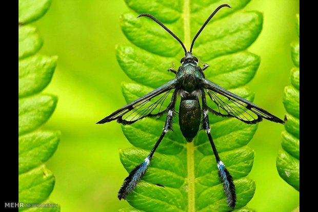 عکس های ماکروی گرفته شده با تلفن همراه‎