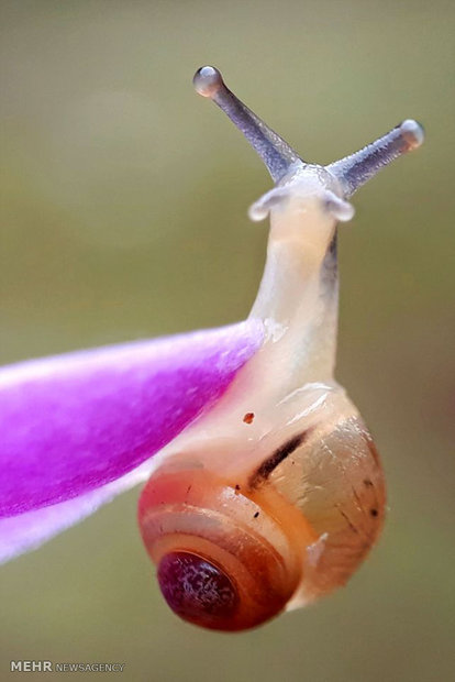 عکس های ماکروی گرفته شده با تلفن همراه‎