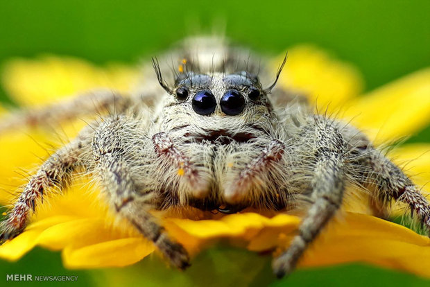 عکس های ماکروی گرفته شده با تلفن همراه‎