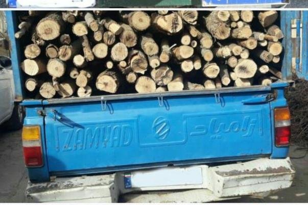  ۲۷ تن چوب قاچاق درختچه تاغ در استان سمنان کشف شد