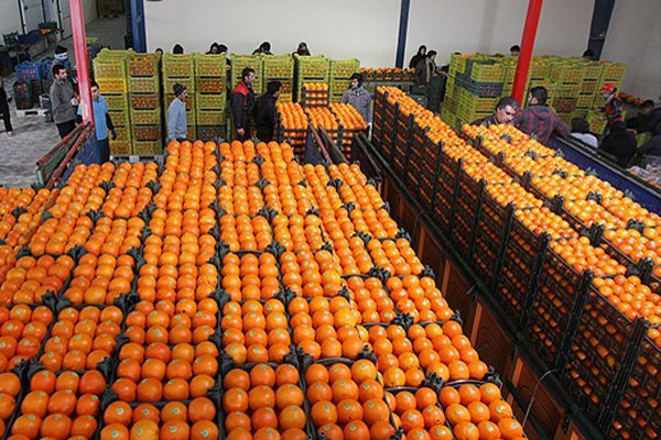 ۲۶۰۰ تن میوه شب عید در آذربایجان غربی ذخیره سازی شد