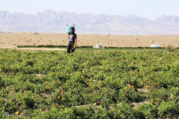 کاهش ۳۰ درصدی خسارت افزایش دما به محصولات کشاورزی خوزستان
