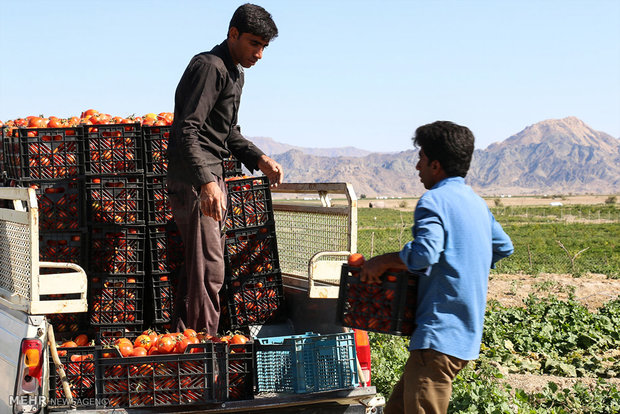 برداشت گوجه فرنگی در مزارع هشت بندی هرمزگان