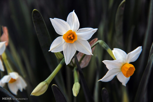 Amaryllis gardens in Behbahan, Iran