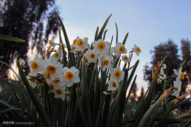 Amaryllis gardens in Behbahan, Iran