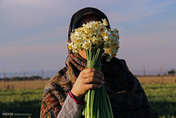 هشتمین جشنواره ملی «گل نرگس» در بهبهان برگزار شد