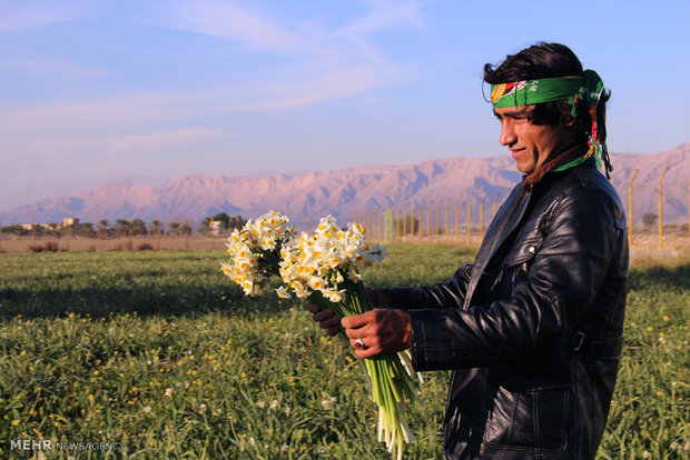 Amaryllis gardens in Behbahan, Iran