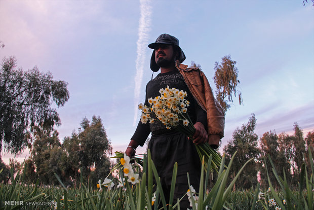 Amaryllis gardens in Behbahan, Iran