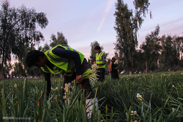 Amaryllis gardens in Behbahan, Iran