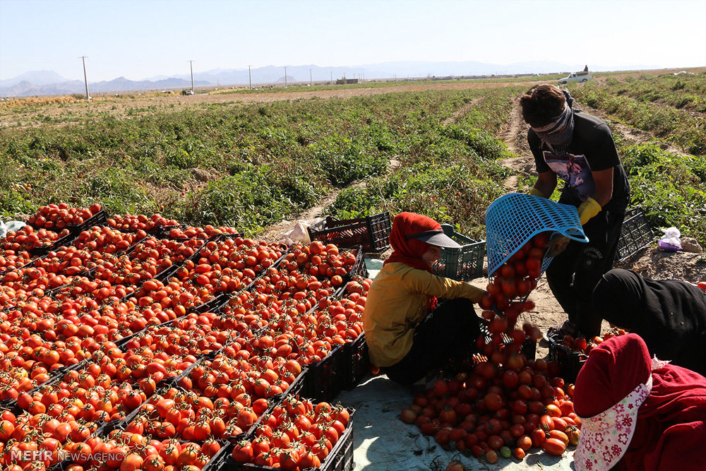 سقوط آزاد قیمت گوجه فرنگی/ کشاورزان چشم‌انتظار یاری مسئولان هستند ...