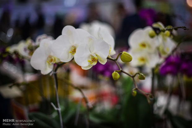 Şiraz kentinde "Flower Show" devam ediyor