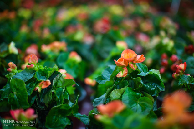 Şiraz kentinde "Flower Show" devam ediyor