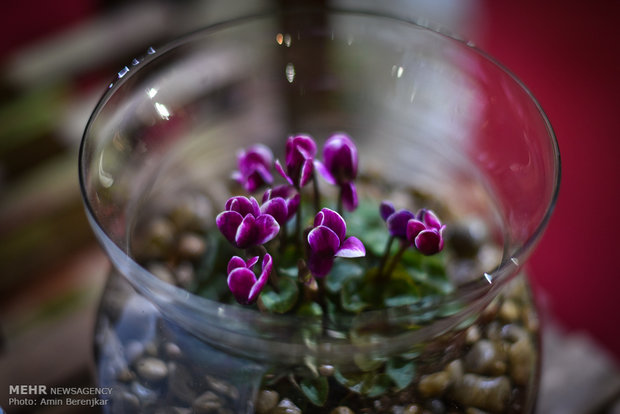 Şiraz kentinde "Flower Show" devam ediyor