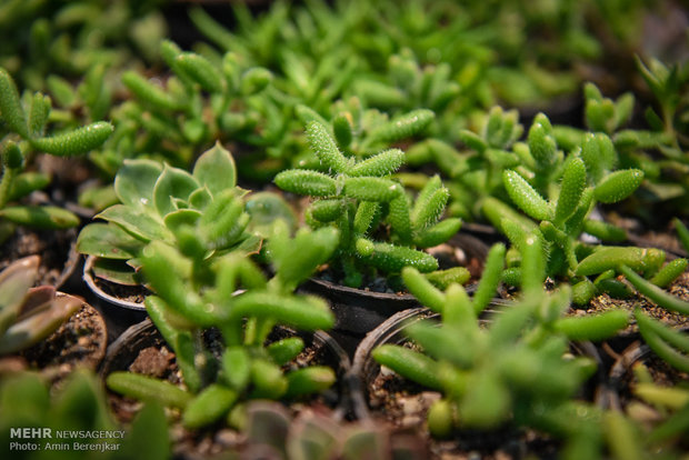 Şiraz kentinde "Flower Show" devam ediyor