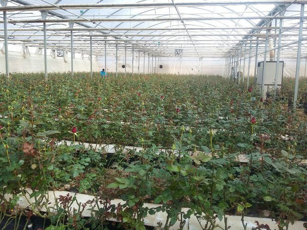 بهره برداری از یک واحد گلخانه ای تولید گل رز در بروجن