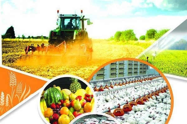  تولیدات بخش کشاورزی استان پس از انقلاب به۹۰۰هزار تن رسیده است