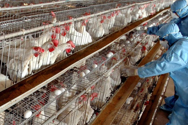 وضعیت ابتلای انسان به آنفلوانزای پرندگان/هشدار به افراد در خطر