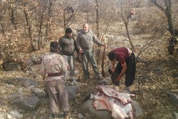 شکارچیان گراز در دو شهرستان لرستان دستگیر شدند