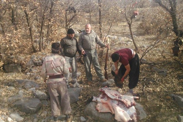 شکارچیان گراز در دو شهرستان لرستان دستگیر شدند