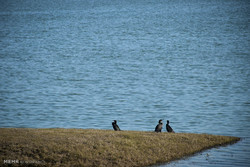 پناهگاه حیات وحش سلکه صومعه سرا میزبان ۳۵ گونه پرنده آبزی و کنار آبزی
