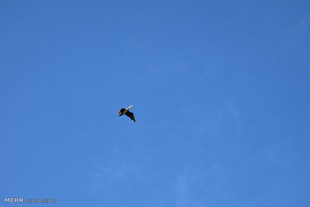 Migratory birds stop at Iranian border city of Astara